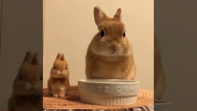 Это самый маленький кролик в мире смотреть онлайн