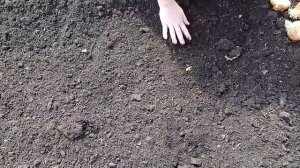 Репчатый лук сажаем на семена.
