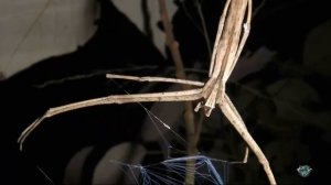 Паук-гладиатор в деле! Странный паук использует тактику древних римлян для охоты