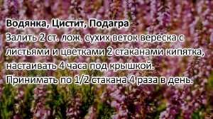 Растение Вереск обыкновенный (Calluna vulgaris). Польза и рецепты Вереска