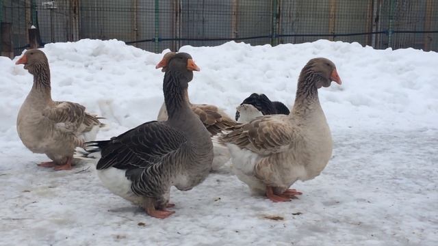 Тулузские гуси 19.01.2020. смотреть онлайн