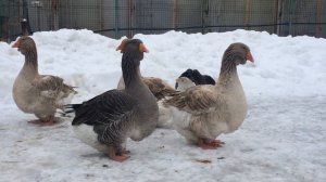 Тулузские гуси 19.01.2020.