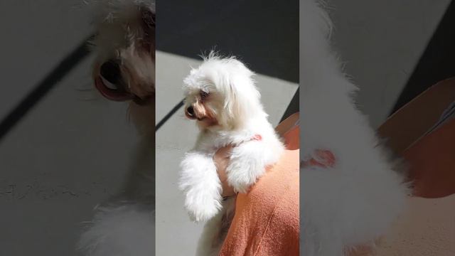 Анджела мальтийская болонка питомник Кастропуло Крым смотреть онлайн