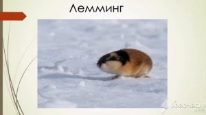 Мир животных. Тема урока: "Животный мир холодных районов"