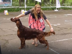 Ирландский красный сеттер, видео, выставка собак в Великом Новгороде 19 июня 2022.mp4