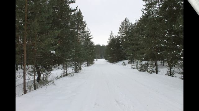 Зимний лес. Февраль 2023 года. Горельский лесхоз. смотреть онлайн
