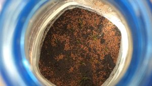 Тепличка с монте карло и элеохарисом мини