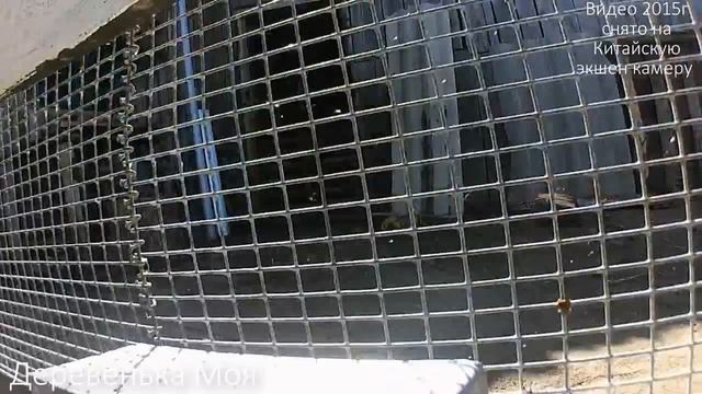 Самодельная автопоилка для кур, уток, гусей смотреть онлайн