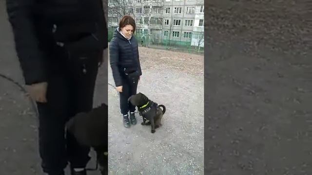 шарпей послушание смотреть онлайн