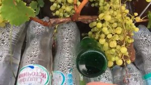 Виноград сорт Алешенькин в средней полосе . Липецкая область