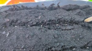 119. Высеваем САЛАТ рассадным способом, для раннего урожая.