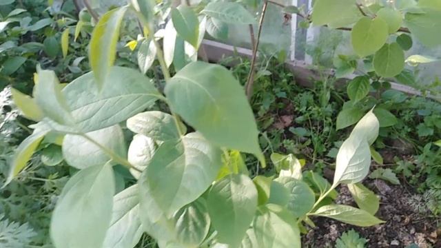 Персик . Хурма .Киви . Гранат. Инжир . конец мая. Вегетация смотреть онлайн