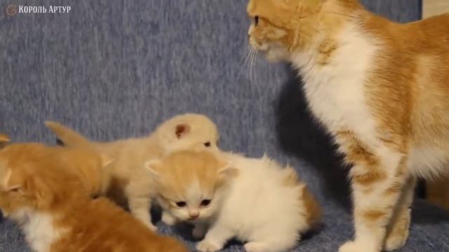 Шотландские котята. Питомник "Король Артур" смотреть онлайн