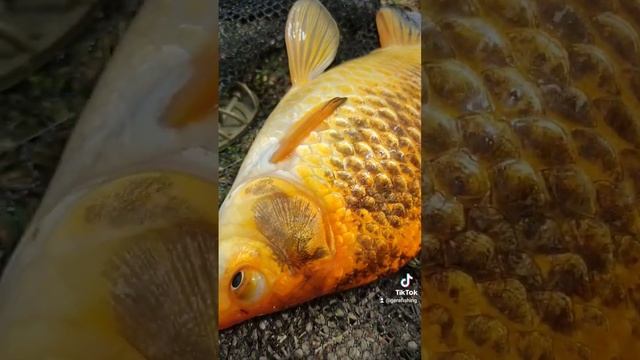 карась, рыбалка на флэт фидер. 2 вафтерса. крючок 10 номер #fishing #рыбалка #gerafishing