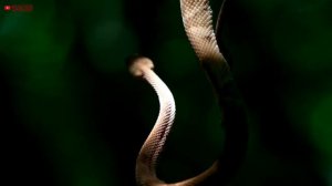 Остров змей. Самый опасный остров в мире 2019