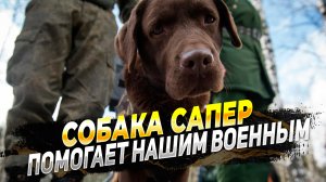 Новости с фронта - Собака сапер помогает российским военным - Сводки с фронта
