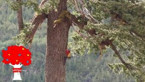Топ 10 самых высоких деревьев в мире. Секвойя
