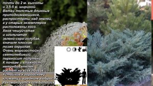 'Hetz' - "Хетц".  Juniperus virginiana. Можжевельник виргинский. Virgin juniper.