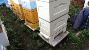 подготовка пчел в зиму с 14 сентября - 6 рамочный улей биненхаус ( bienenhaus ) на дадановскую рамк