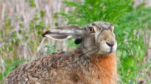 Заяц только зря испугался!