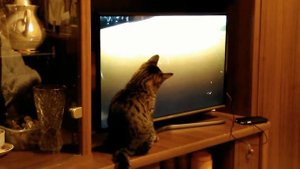 Охота на выдру ???