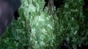 Продал. И уход за Березовых веники,