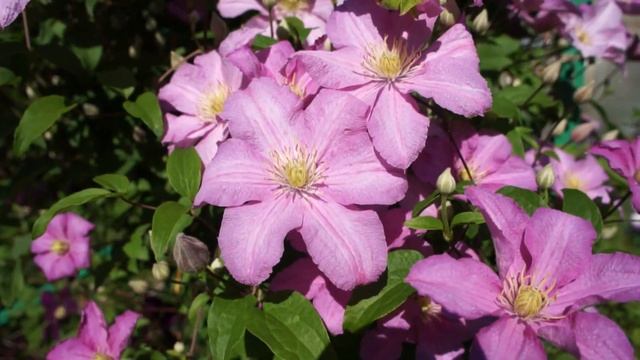 Клематис Комтесс де Бушо смотреть онлайн