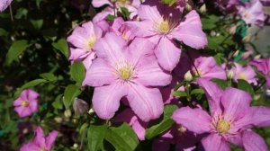Клематис Комтесс де Бушо