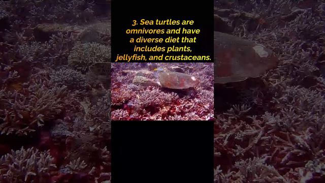 Discover the Incredible World of Sea Turtles: 5 Amazing Facts