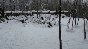 Скотч терьер Ред и фокс терьер Кася "На кабана"