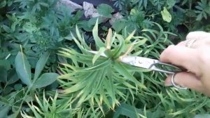 Об обрезке лилии после  цветения.