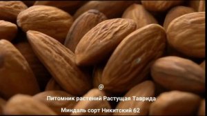 Миндаль скороплодный Никитский 62 Россия | Растущая Таврида