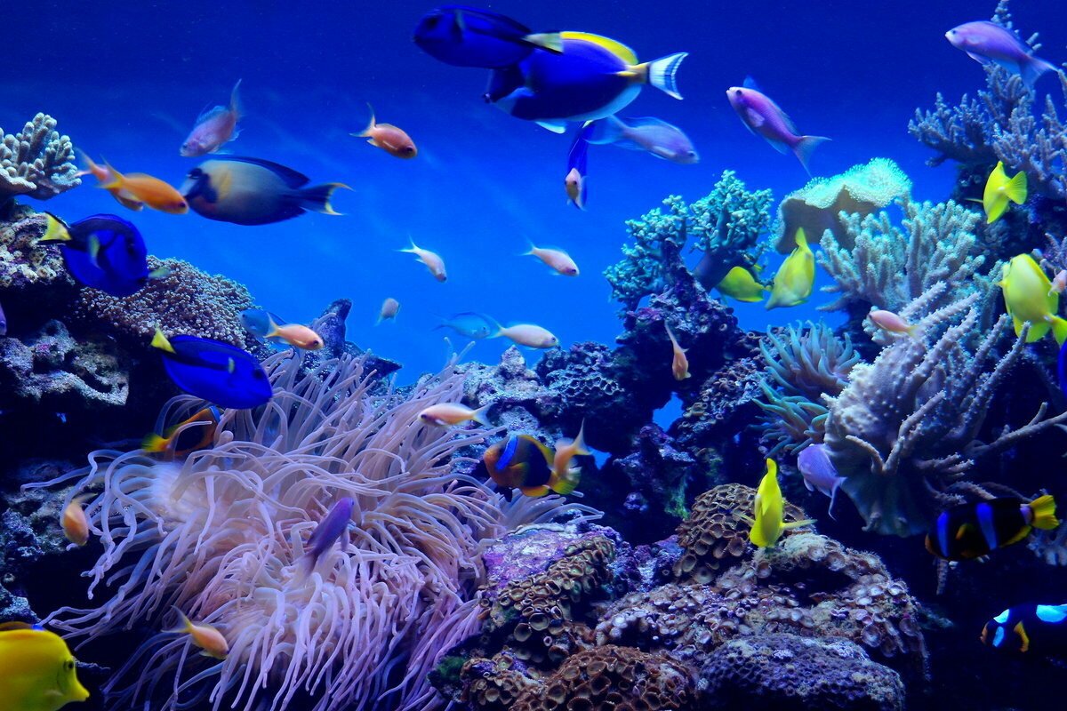 Coral video. Подводный мир океана. Морской мир. Морские глубины. Мировой океан под водой.