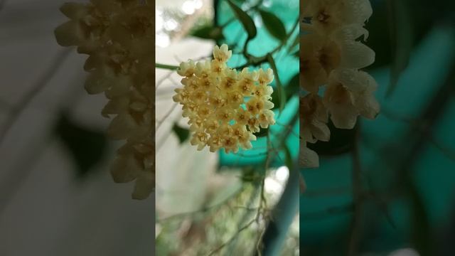 Hoya Obscura Sunrise #flowergarden #garden #onlineplants #orchid #flowers #shorts