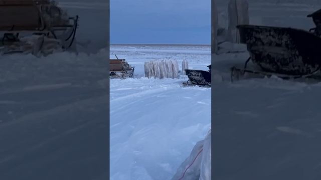 Рыбный промысел у Восточно-Сибирского моря. #охота #республикасаха #рыба #чир #якутия #рыбаки #омул