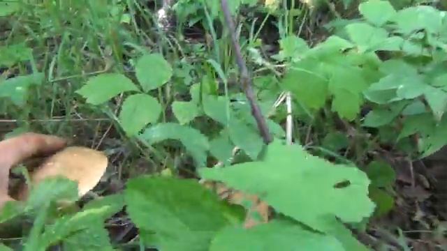 Поход в лес белые грибы ищем по запаху 21 июля 2017 первый настоящий груздь сибирь тайга природа вы смотреть онлайн