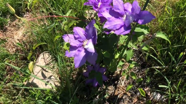 My Clematis bloom on 27th May 2021 смотреть онлайн