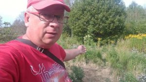 Почему нельзя содержать вместе гусей и курей?