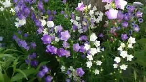 Сборник 18.  Музыка Сергея Чекалина. Collection 18. Music by Sergei Chekalin.