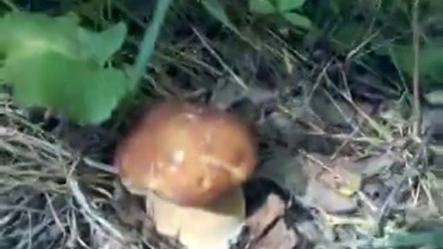 Собираю с дочкой белые грибы смотреть онлайн