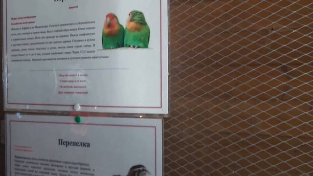 Животные в Зоопарке в Лесной поляне Кемерово смотреть онлайн