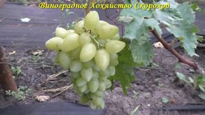 Виноград 2022. Кураж