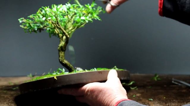 African Style, Serissa foetida Bonsai, April 2015 смотреть онлайн
