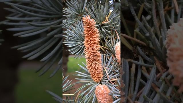 Blue Atlas cedar (Cedrus atlantica Glauca) - male flowers - October 2017