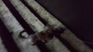 Первая прогулка с Марси. Йоркширский терьер 5 месяцев