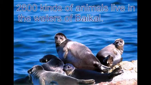 Презентация по английскому язык на тему Байкал смотреть онлайн