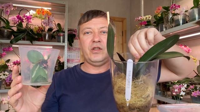 НОВЫЕ КОРНИ ОРХИДЕЙ ПОЛЕЗЛИ КУЧЕЙ у орхидеи через 2 недели от ЭТОГО