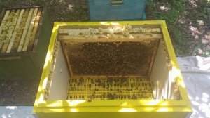 Карника Пешец 639 на разнотравье