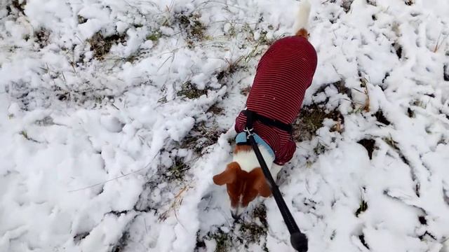 Джек Рассел первый снег смотреть онлайн