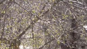 Мандарин зимует в открытом грунте (ч.2)